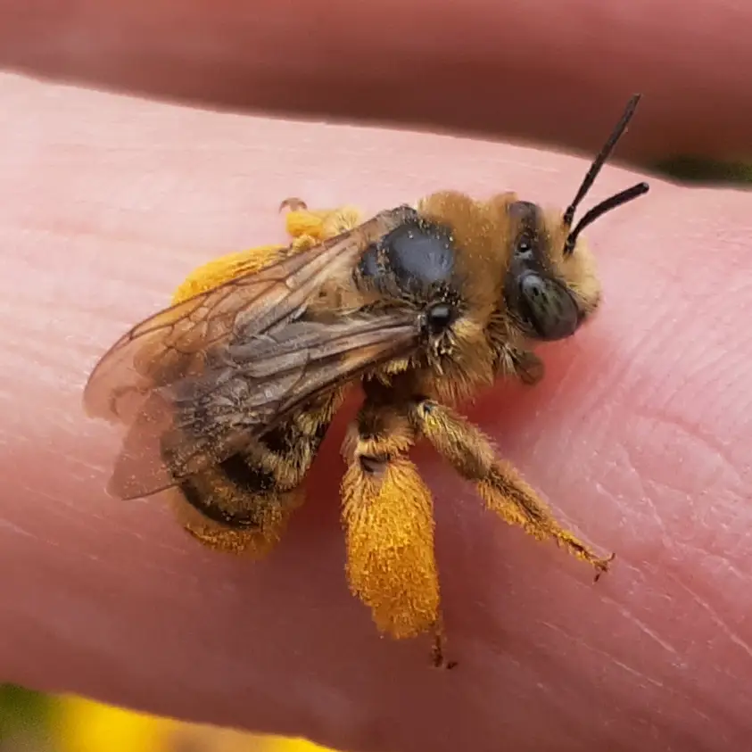 Melissodes agilis