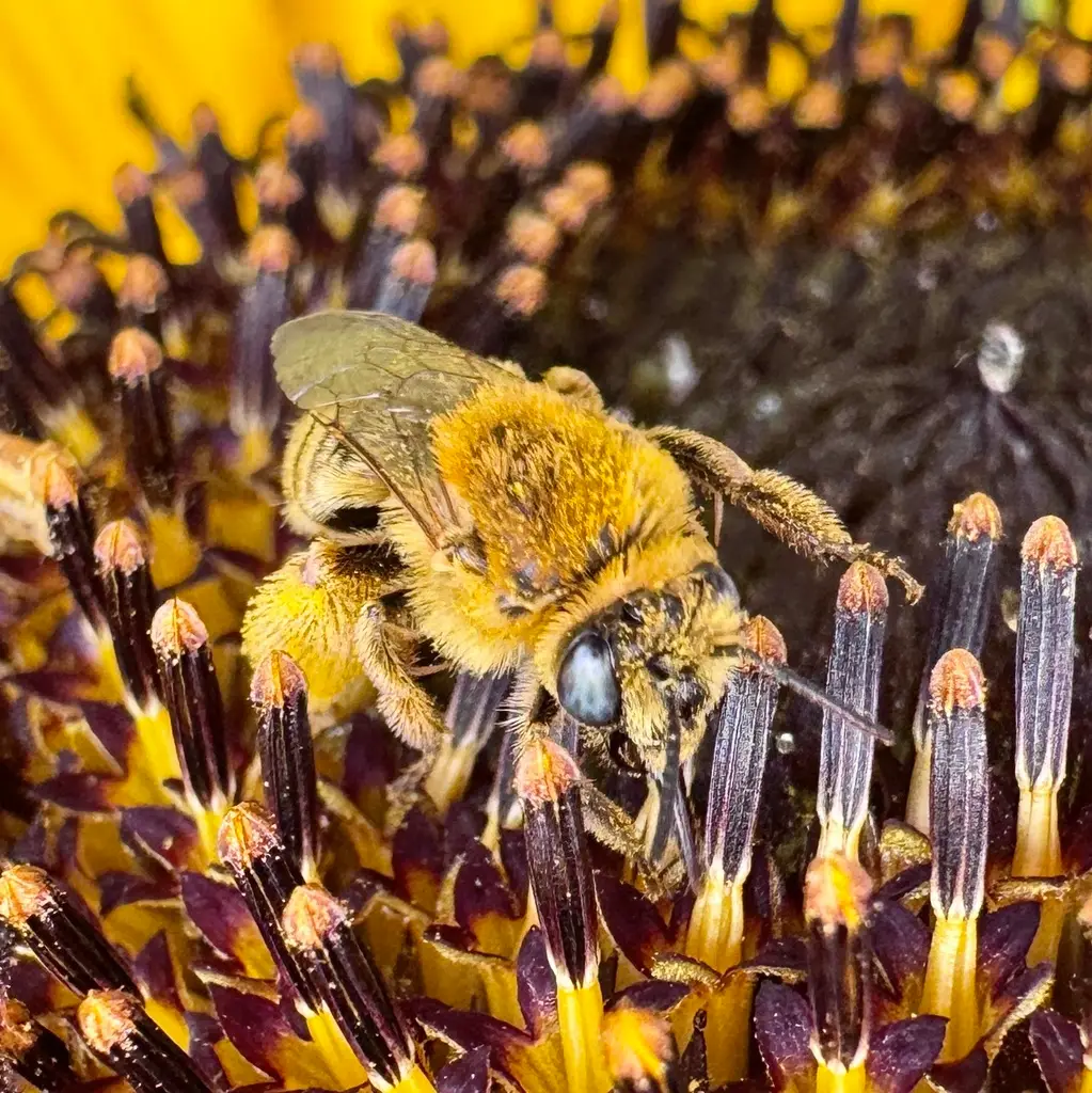Melissodes agilis