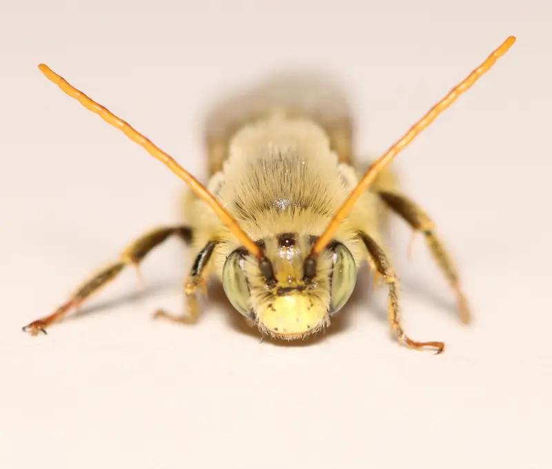 Melissodes agilis