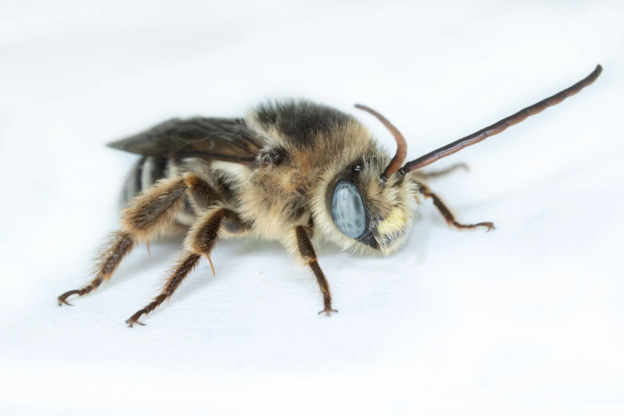 Melissodes apicatus