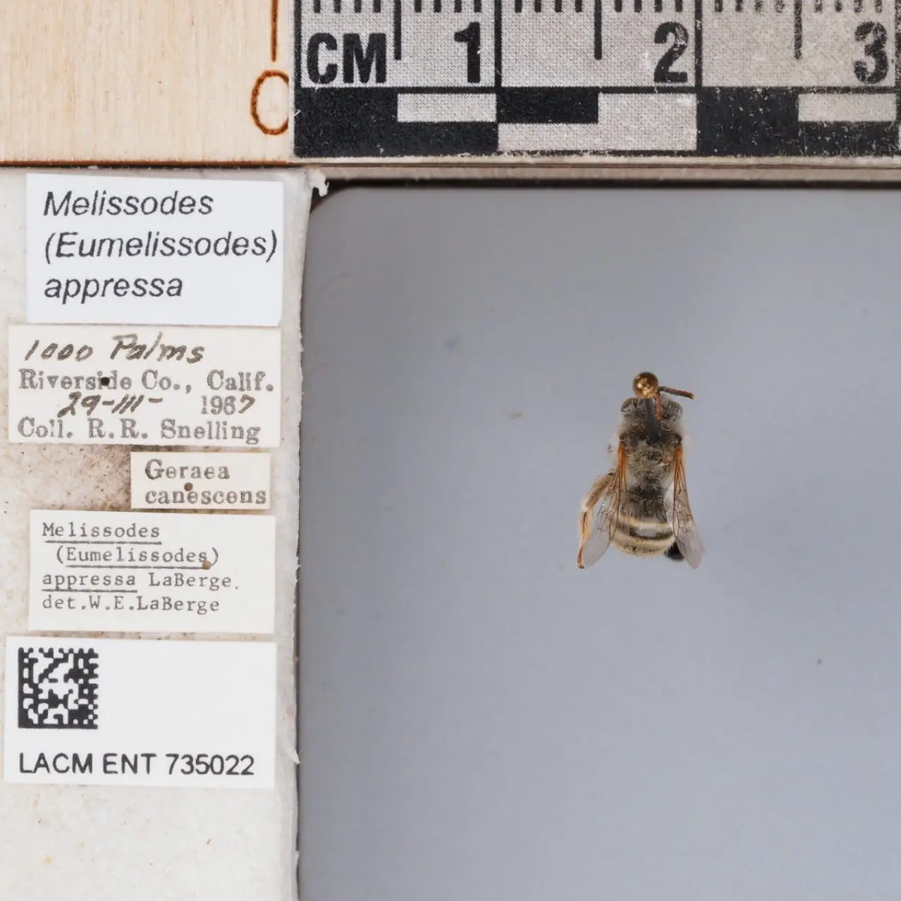 Melissodes appressus