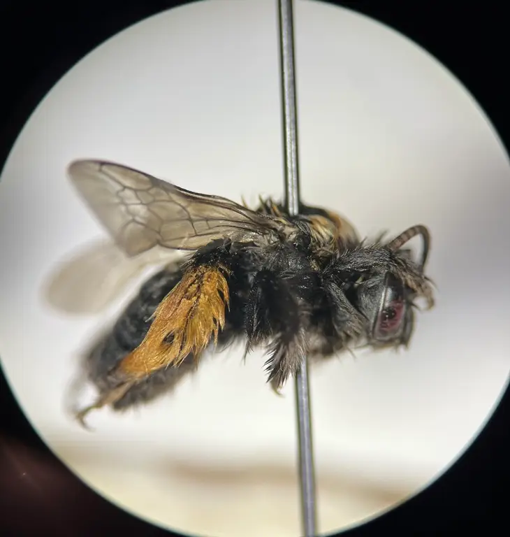 Melissodes bicoloratus
