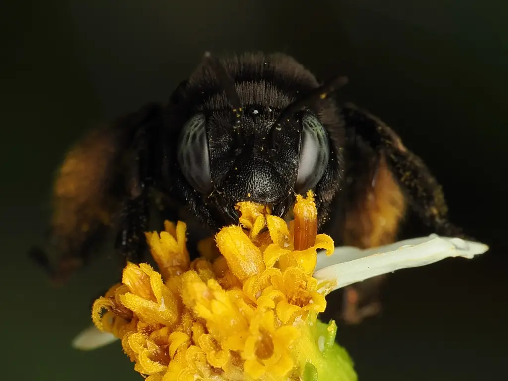 Melissodes bimaculatus