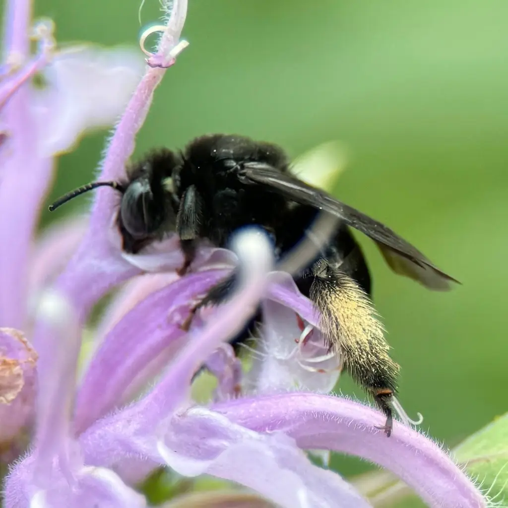 Melissodes bimaculatus