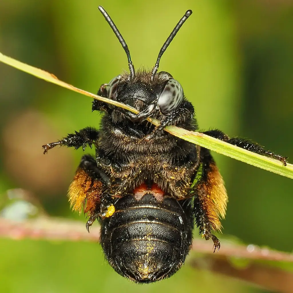 Melissodes bimaculatus