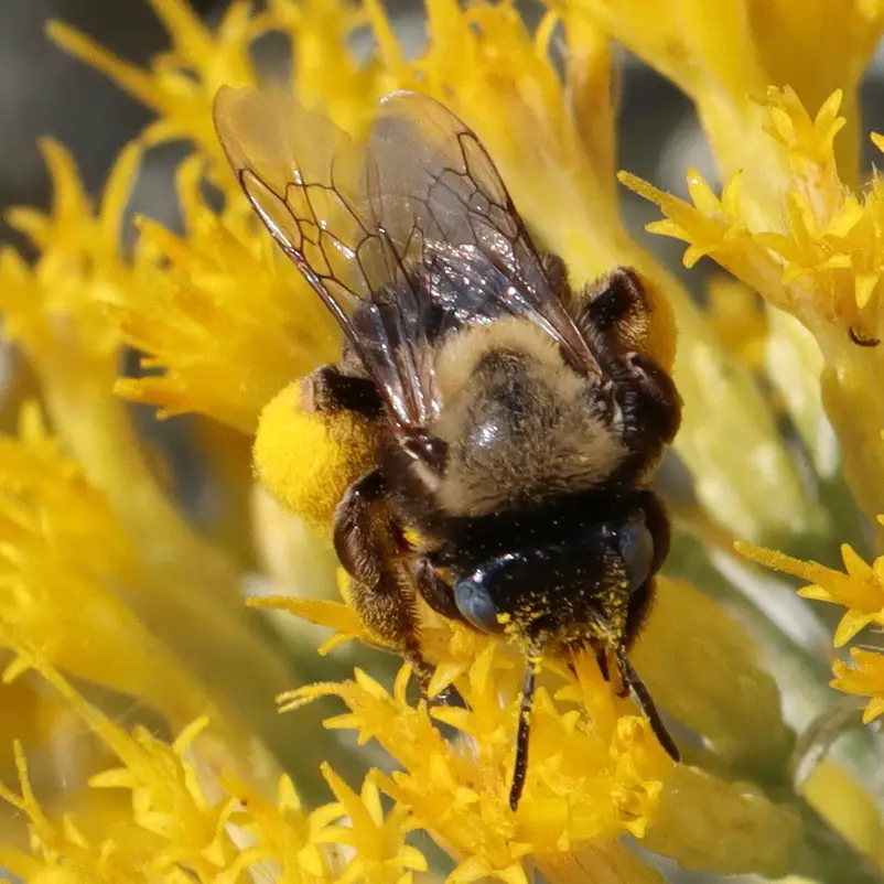 Melissodes bimatris