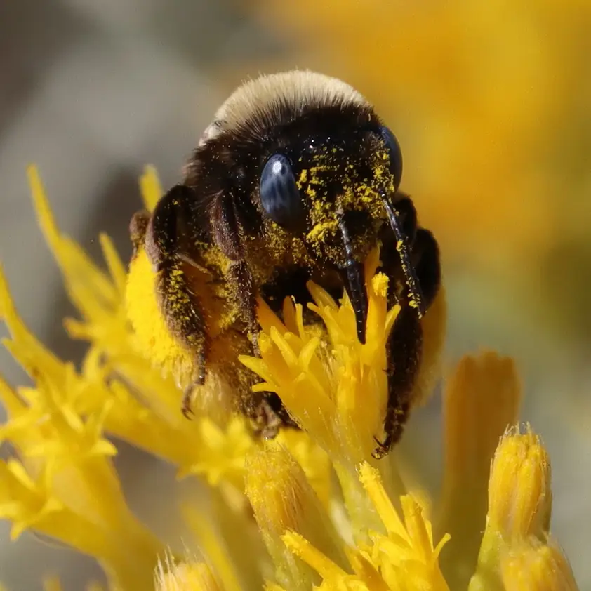 Melissodes bimatris