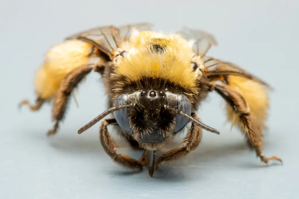 Melissodes bimatris