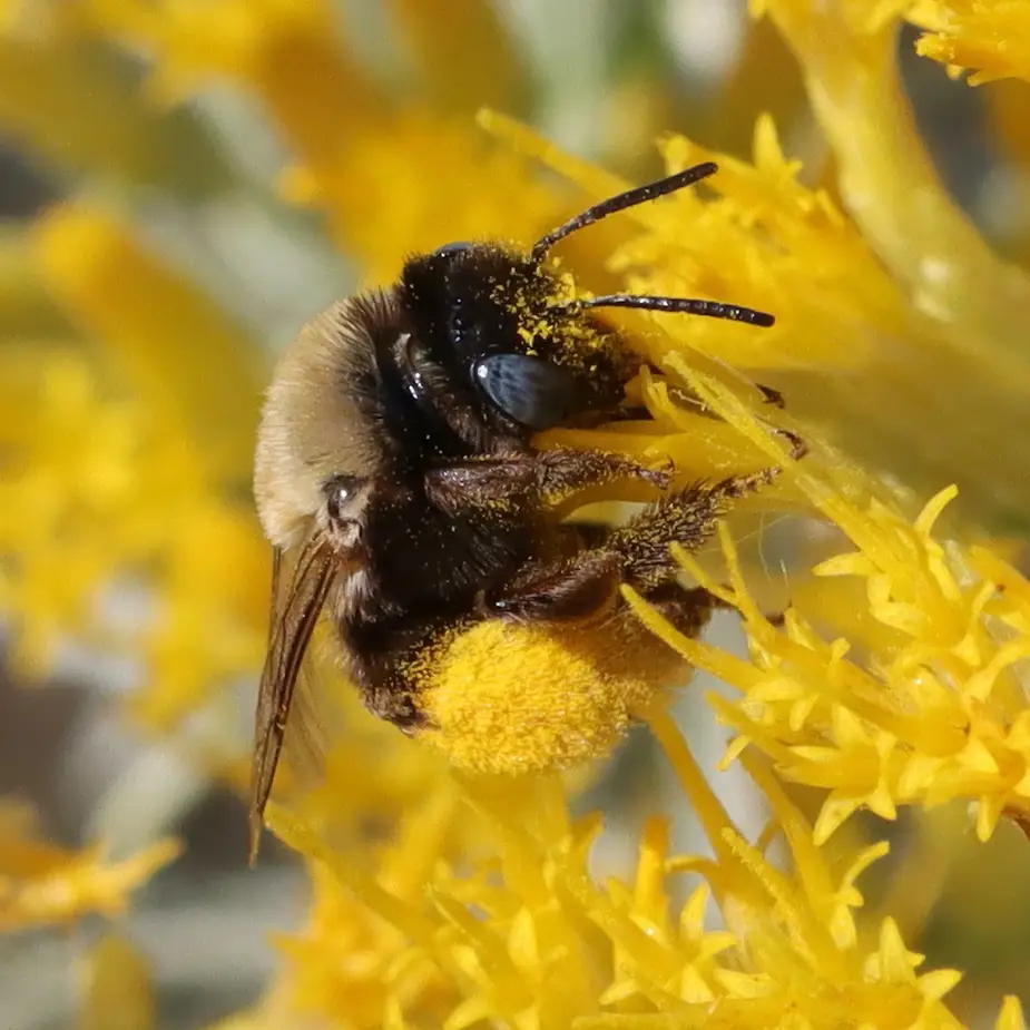 Melissodes bimatris