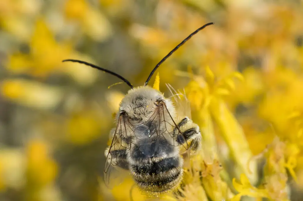 Melissodes bimatris