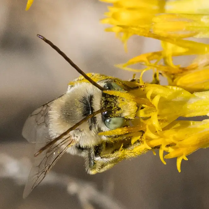 Melissodes bimatris