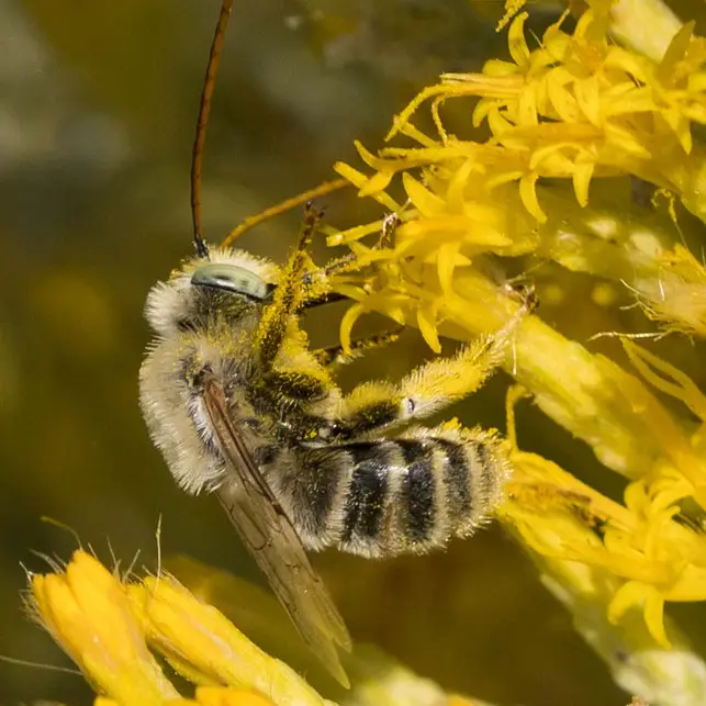 Melissodes bimatris