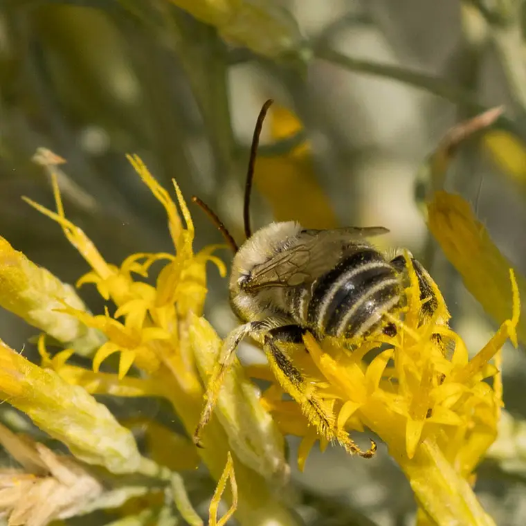 Melissodes bimatris