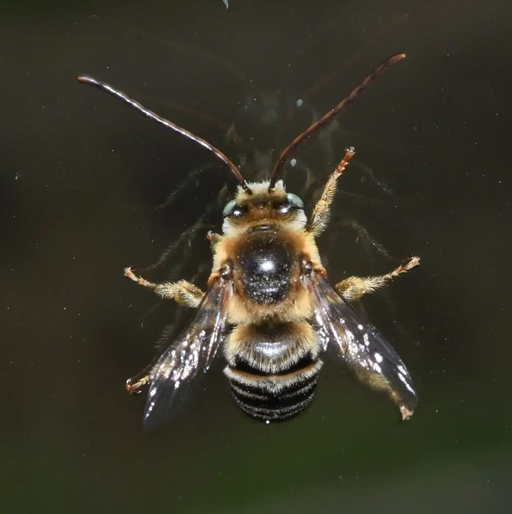 Melissodes boltoniae