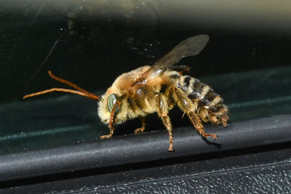 Melissodes boltoniae