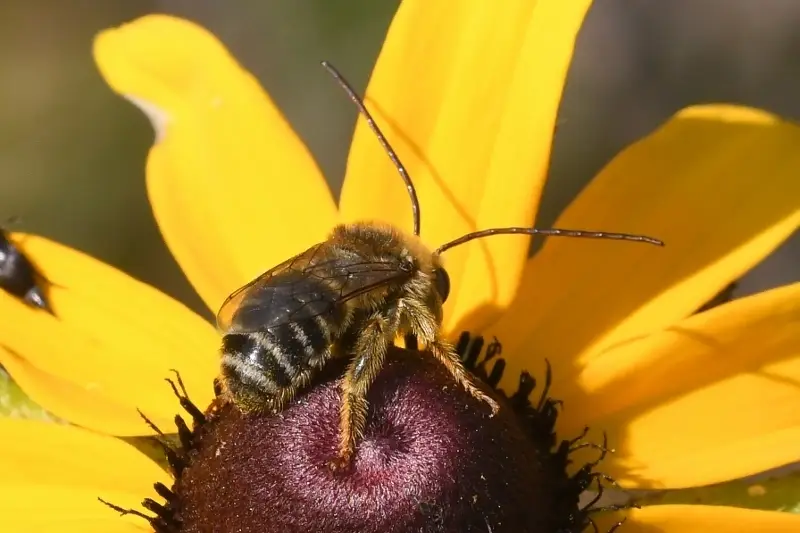 Melissodes boltoniae