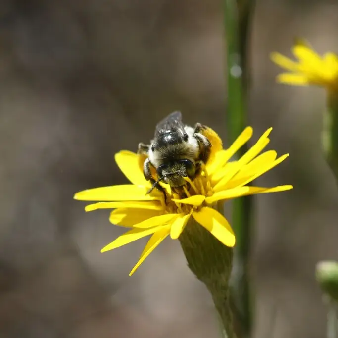 Melissodes boltoniae