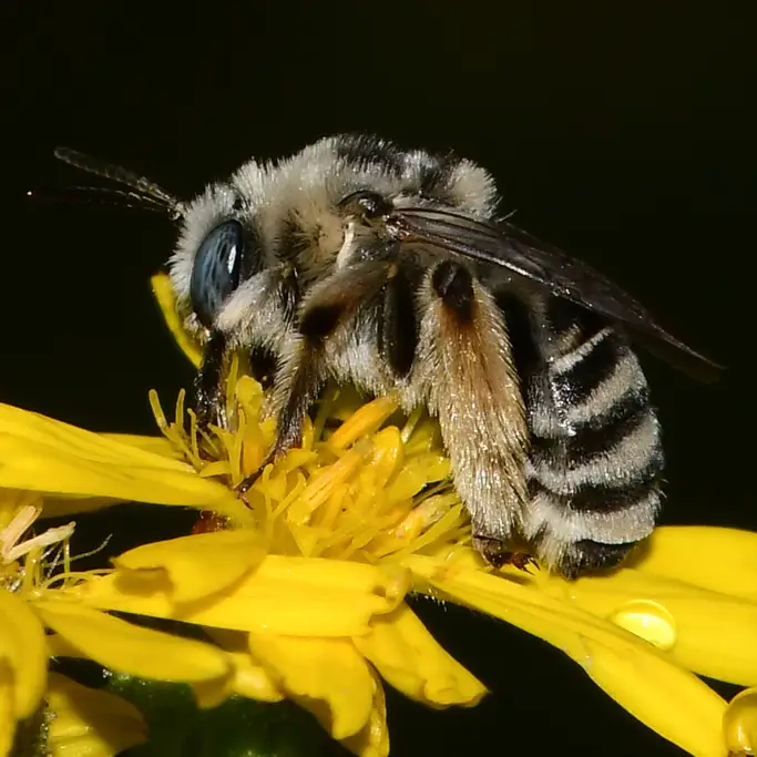 Melissodes boltoniae