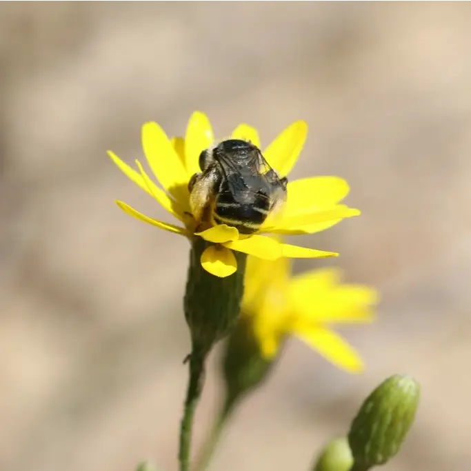 Melissodes boltoniae