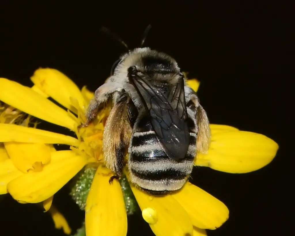 Melissodes boltoniae