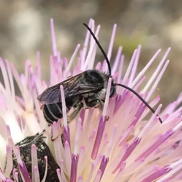 Melissodes cestus