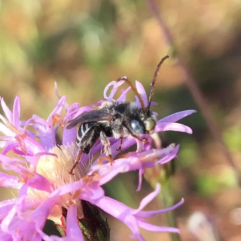 Melissodes cestus