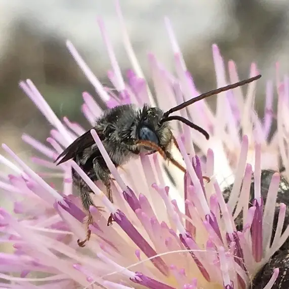 Melissodes cestus