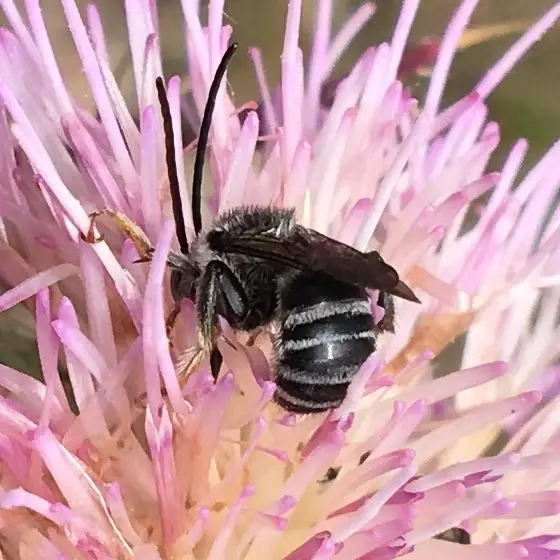 Melissodes cestus