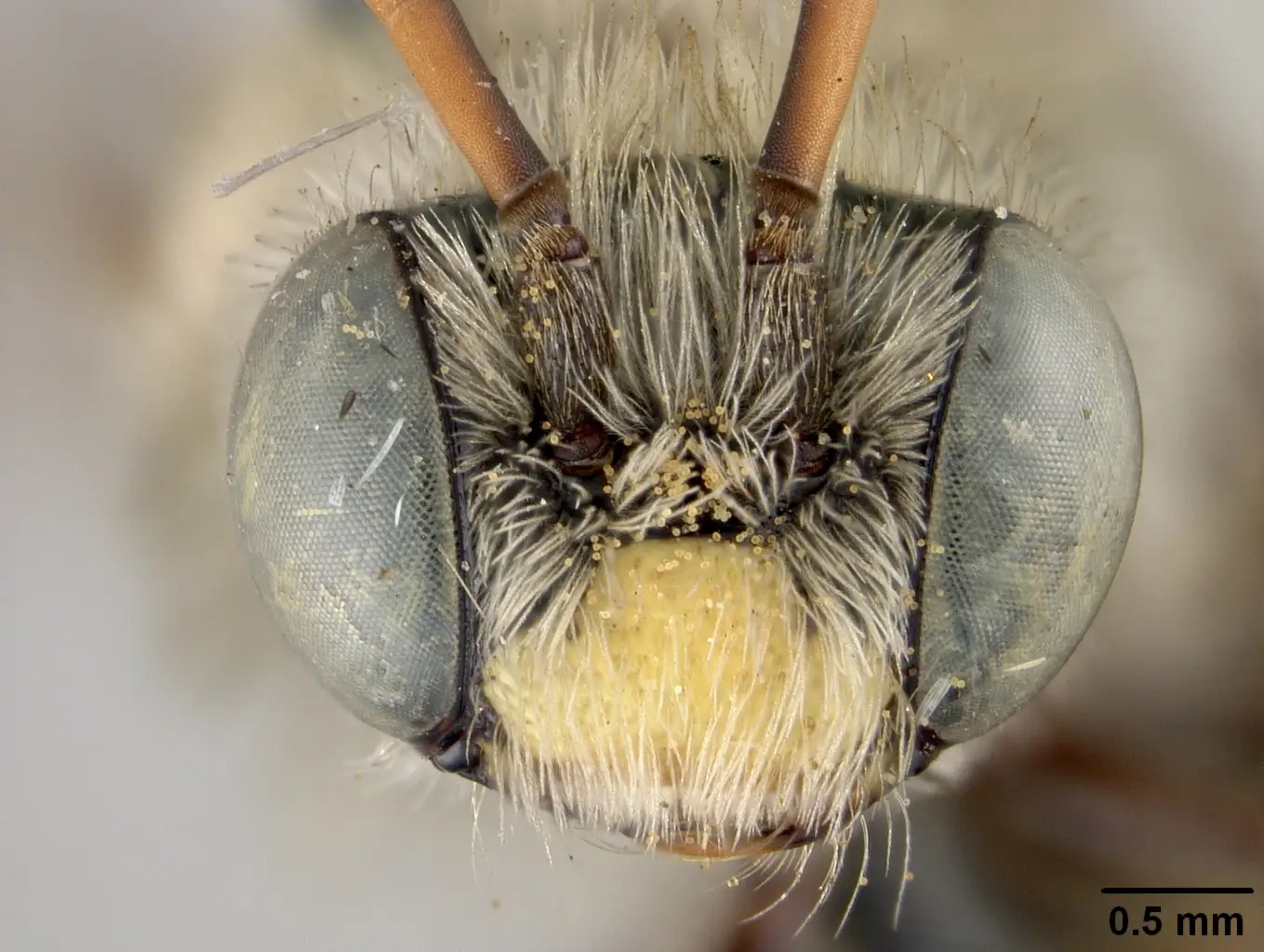 Melissodes compositus