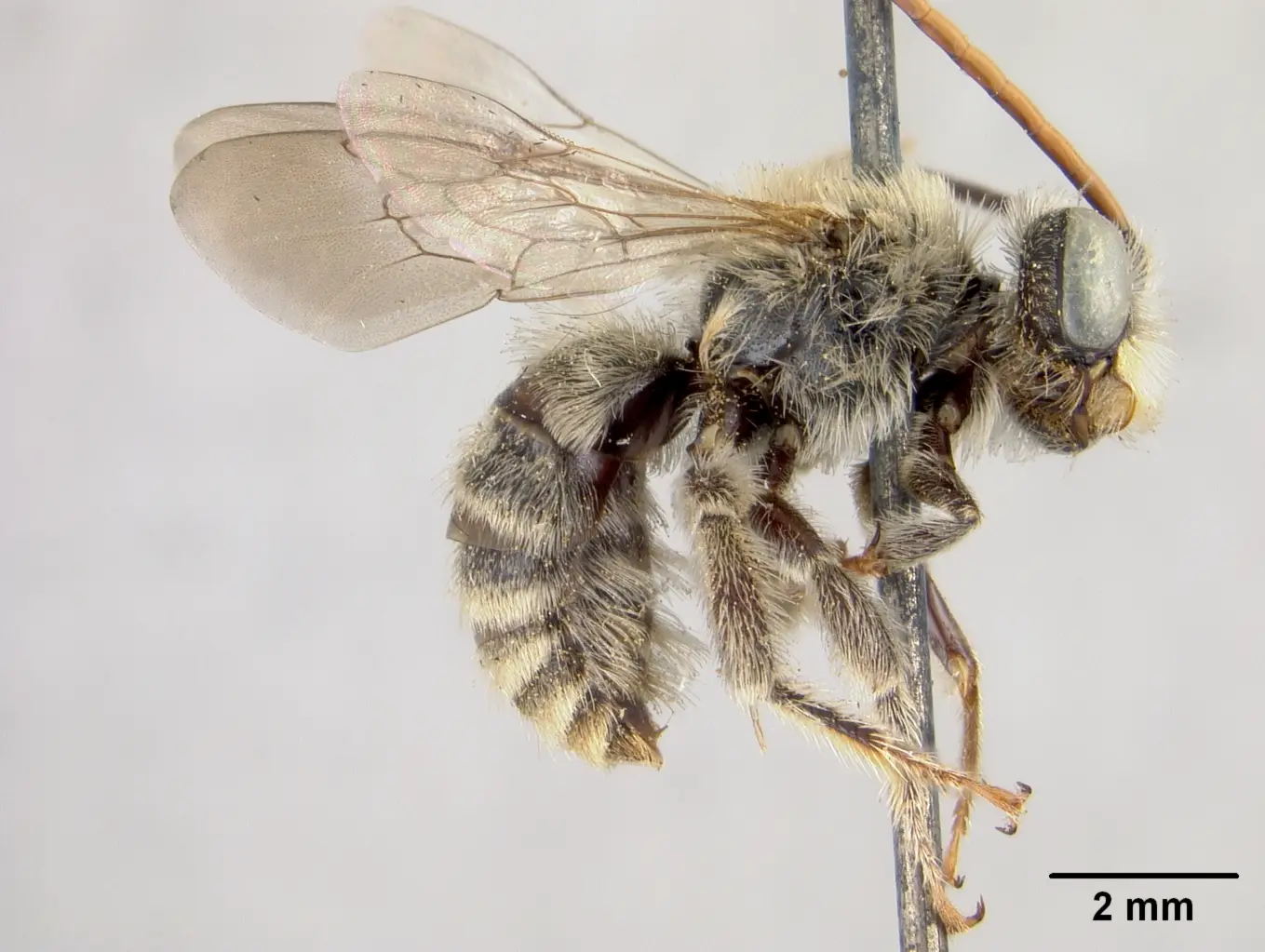 Melissodes compositus