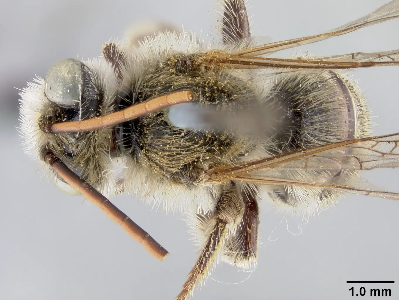 Melissodes compositus