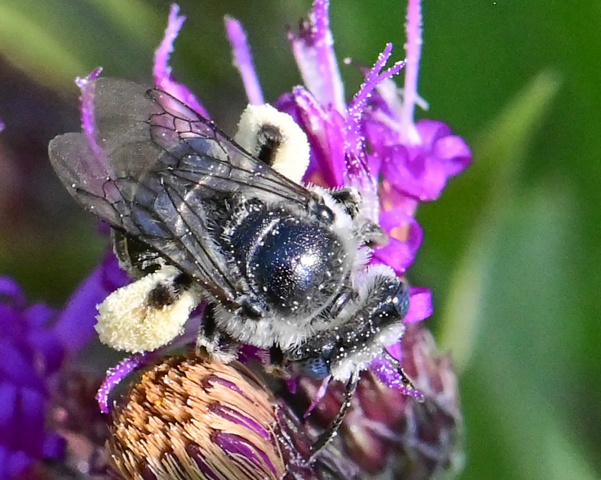 Melissodes denticulatus