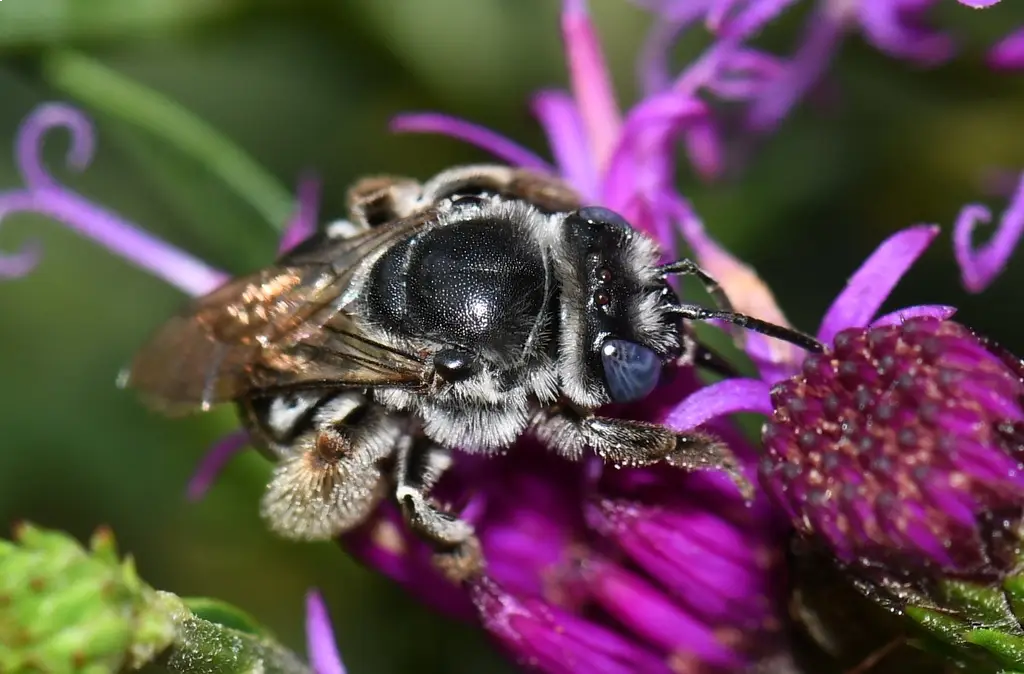 Melissodes denticulatus