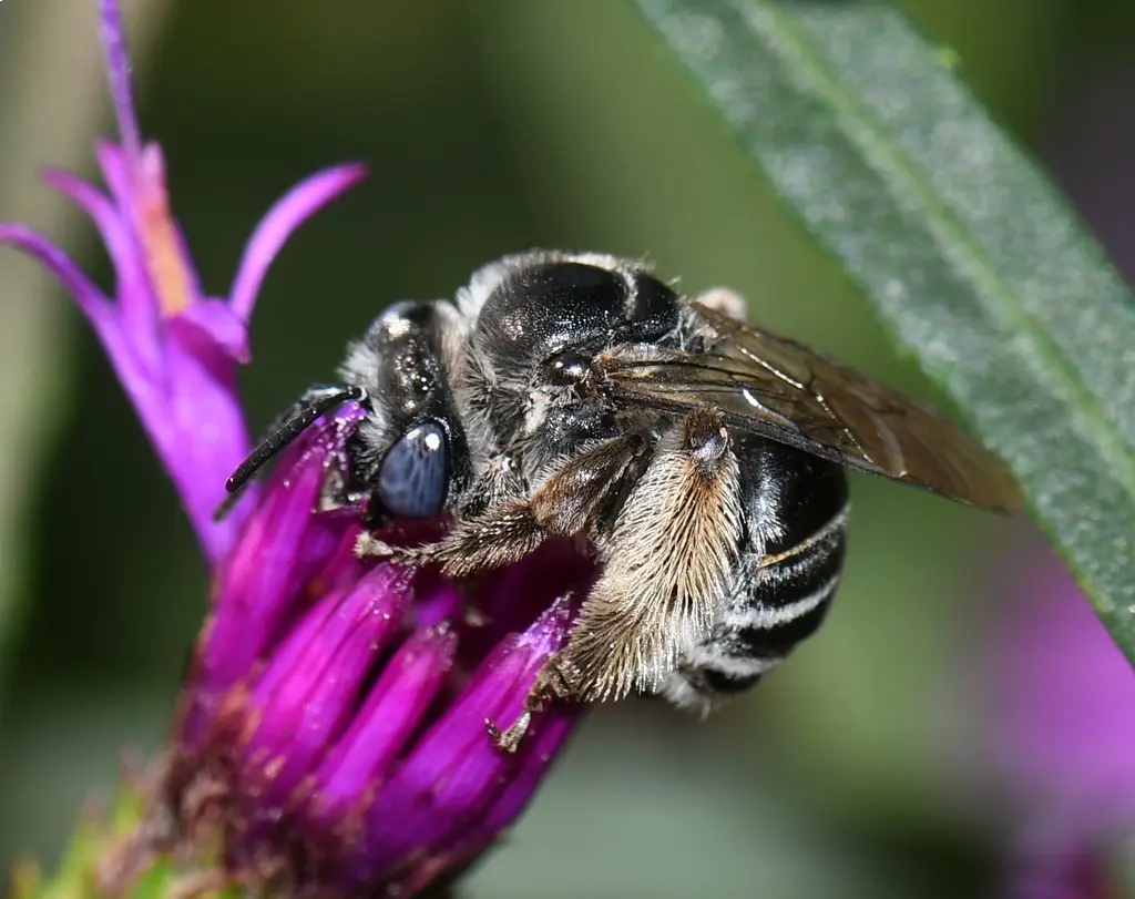 Melissodes denticulatus