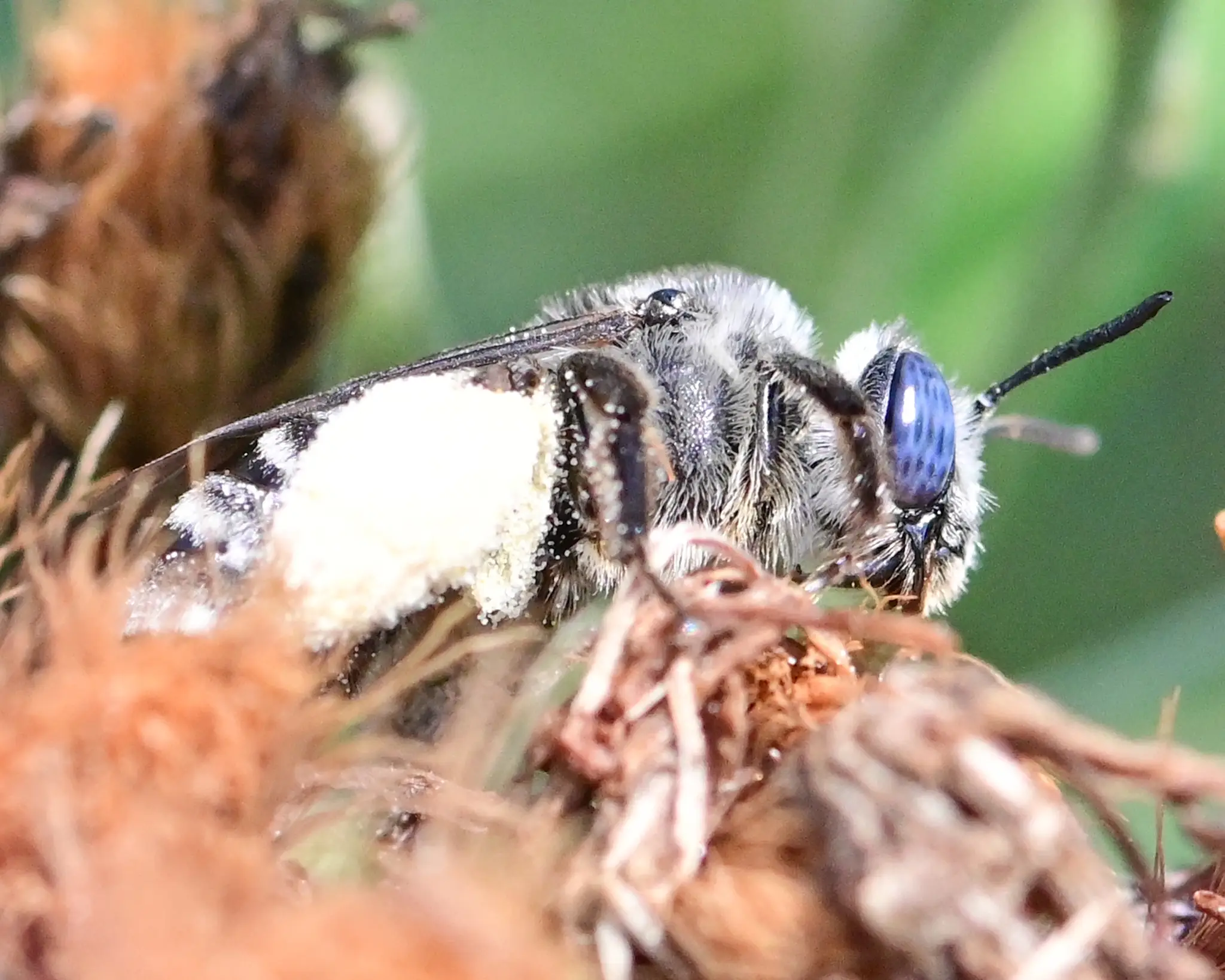 Melissodes denticulatus