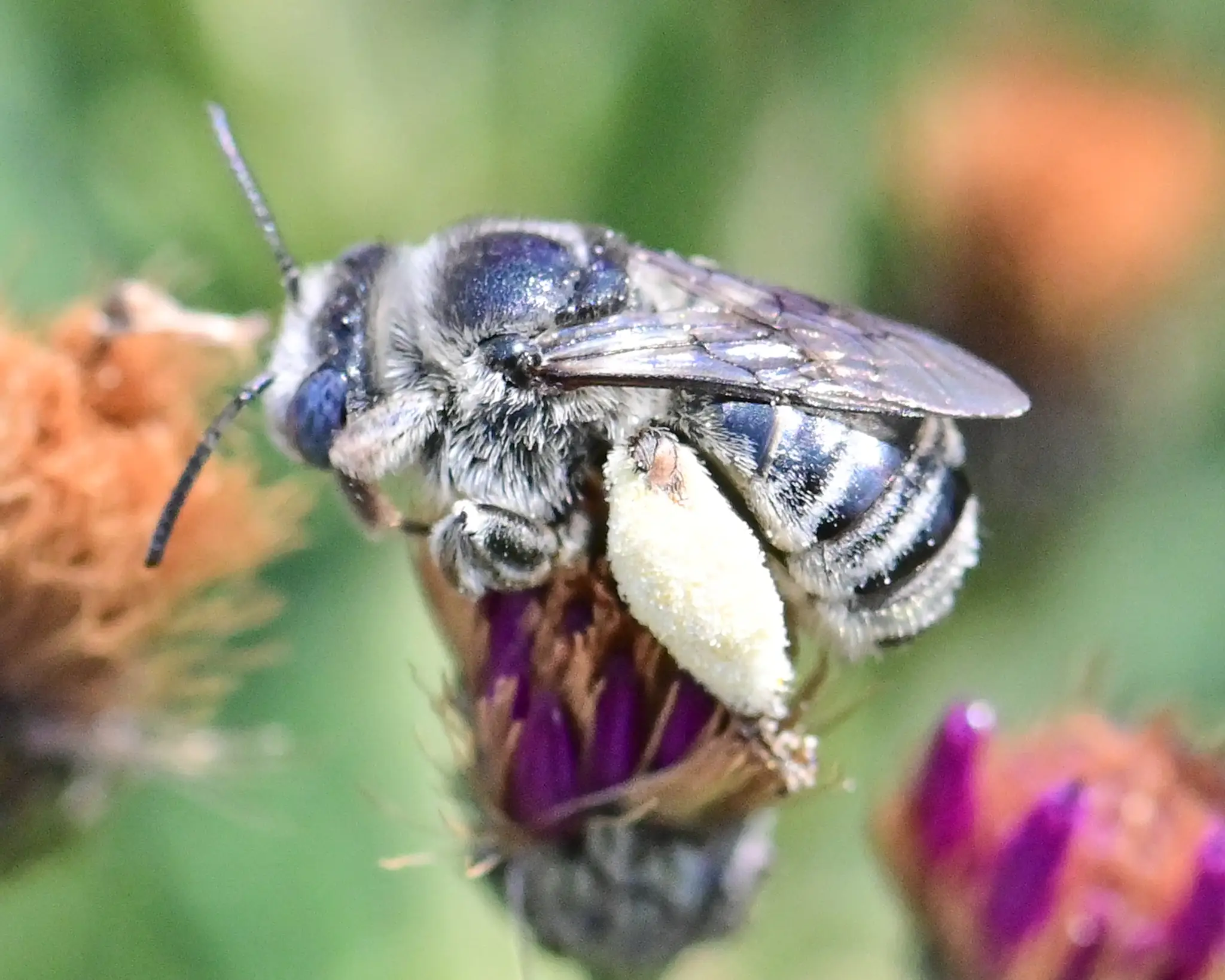 Melissodes denticulatus