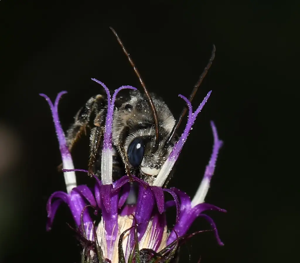 Melissodes denticulatus