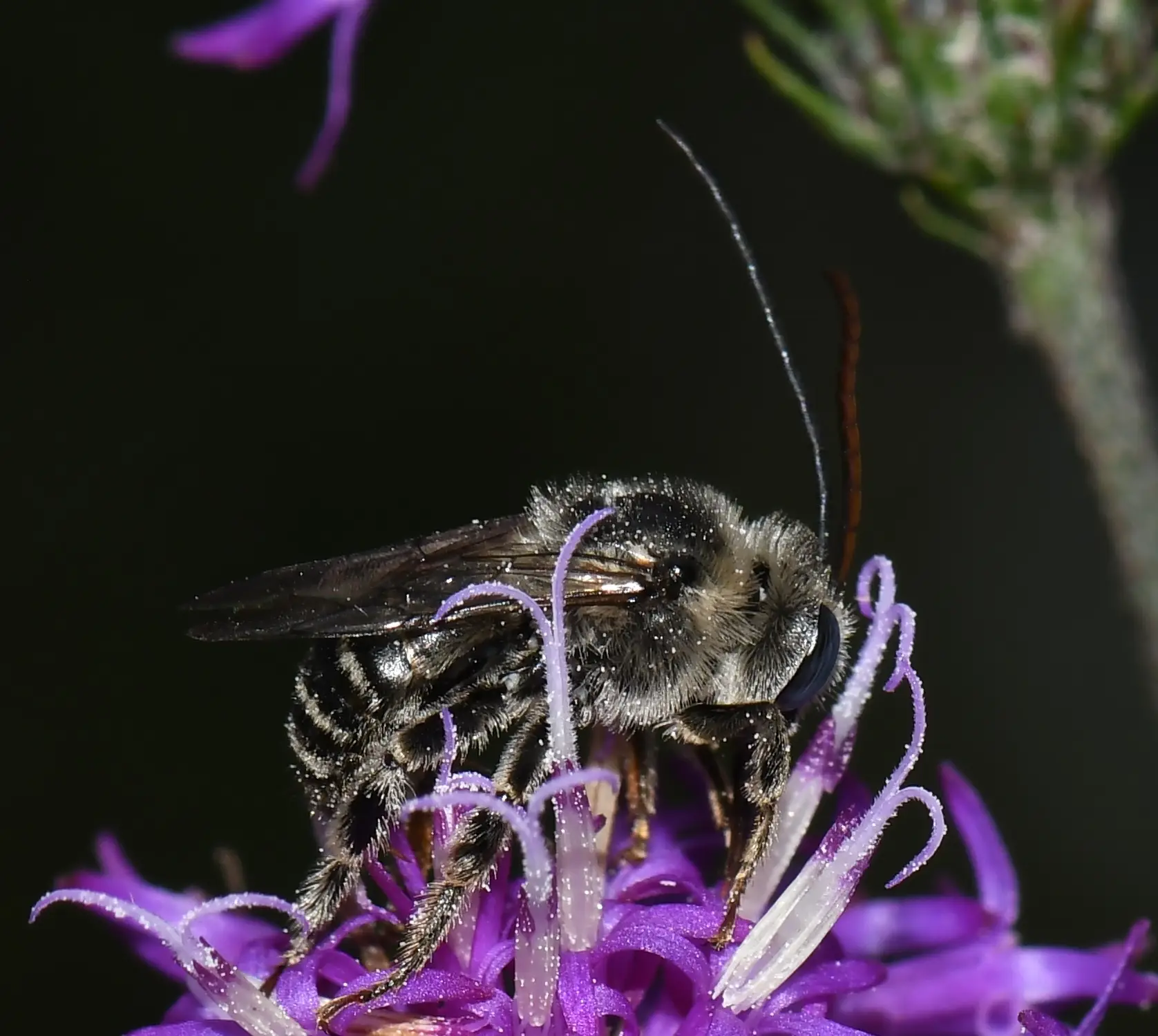 Melissodes denticulatus