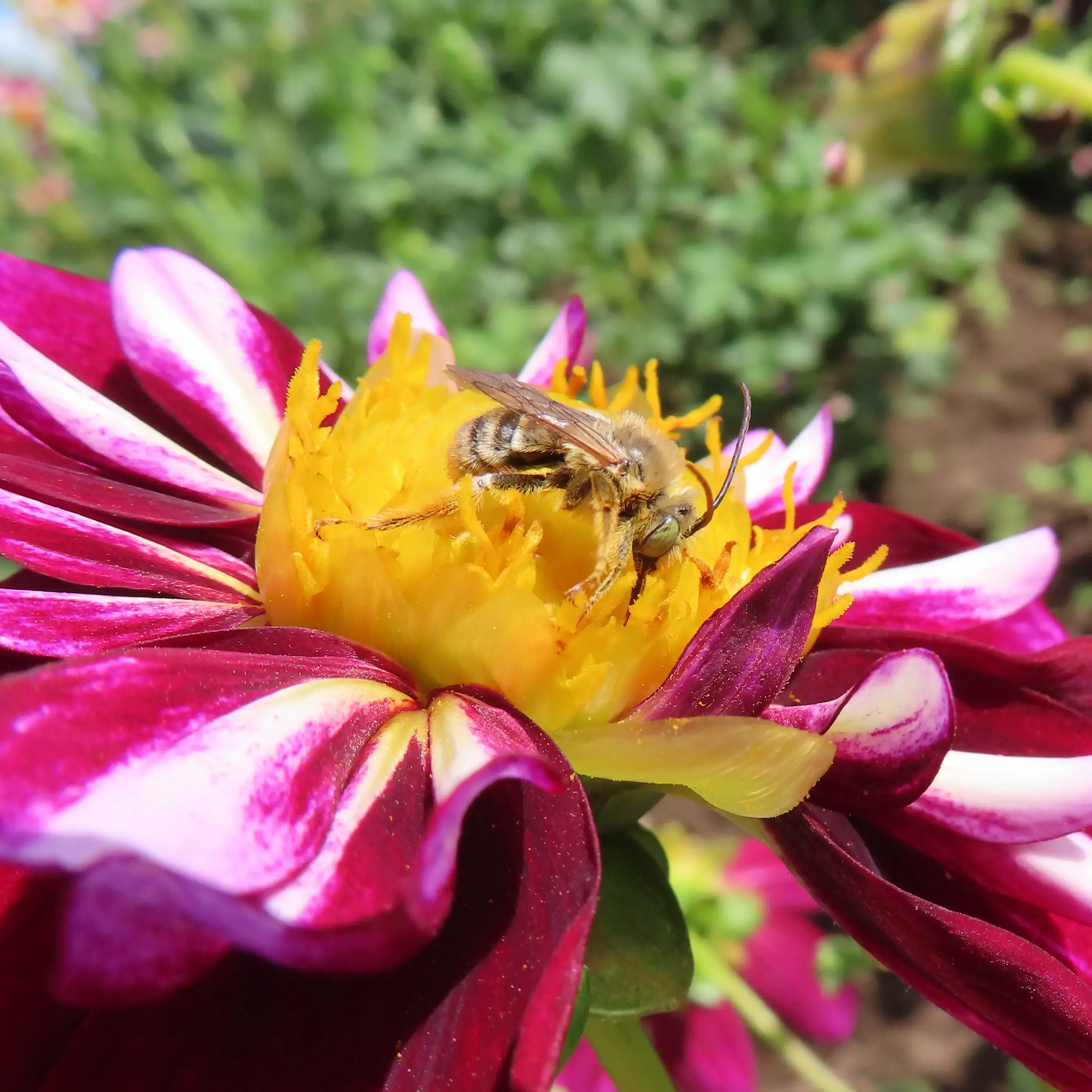 bee