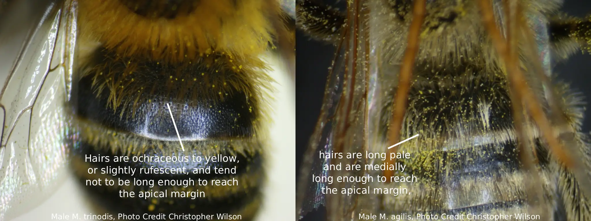 Melissodes agilis vs. Melissodes trinodis labrum