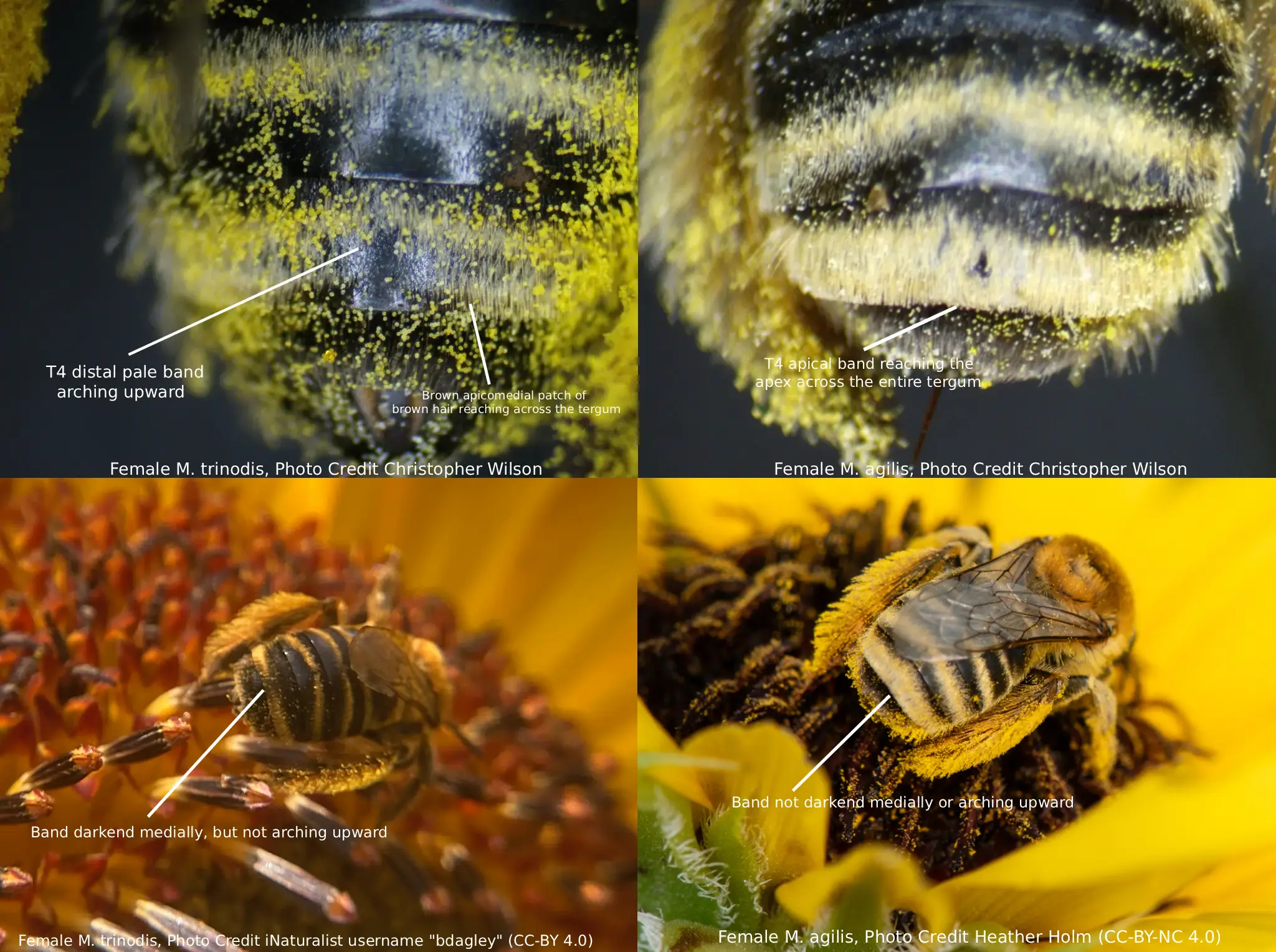 Melissodes agilis vs. Melissodes trinodis tergite apical margins