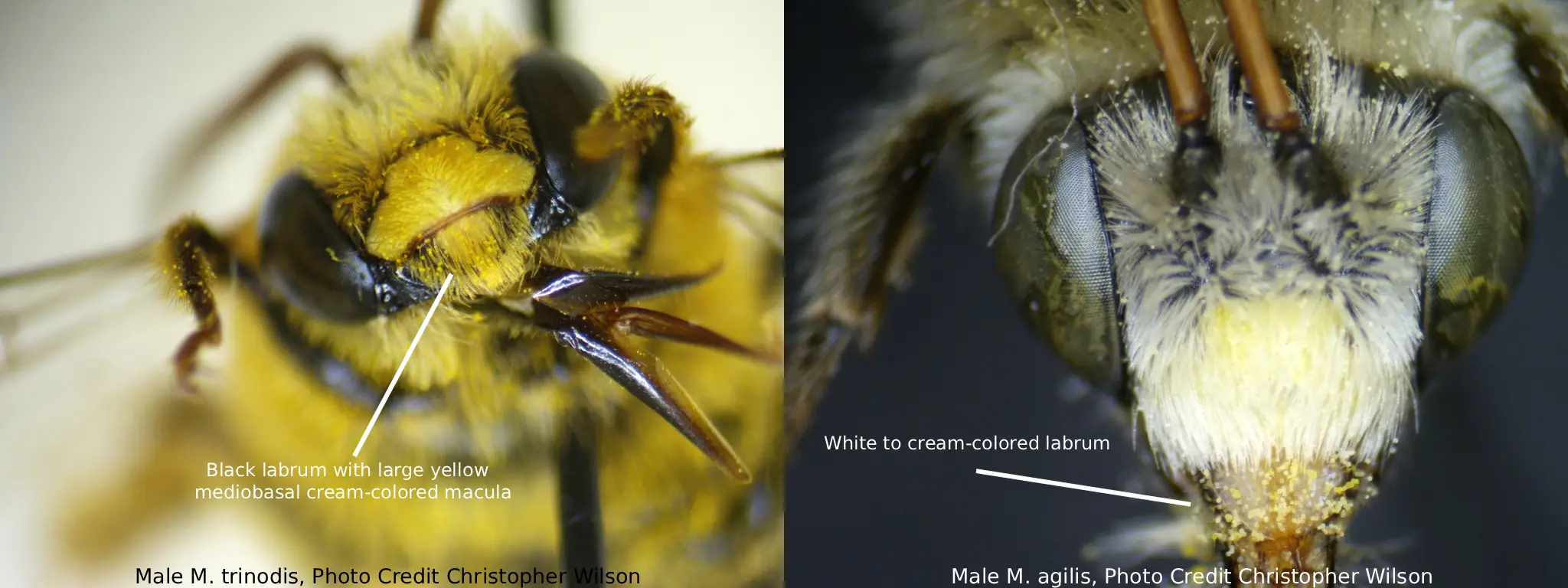 Melissodes agilis vs. Melissodes trinodis labrum