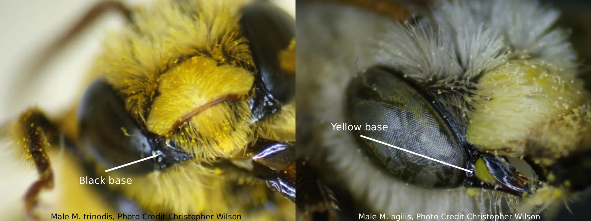 Melissodes agilis vs. Melissodes trinodis mandible base