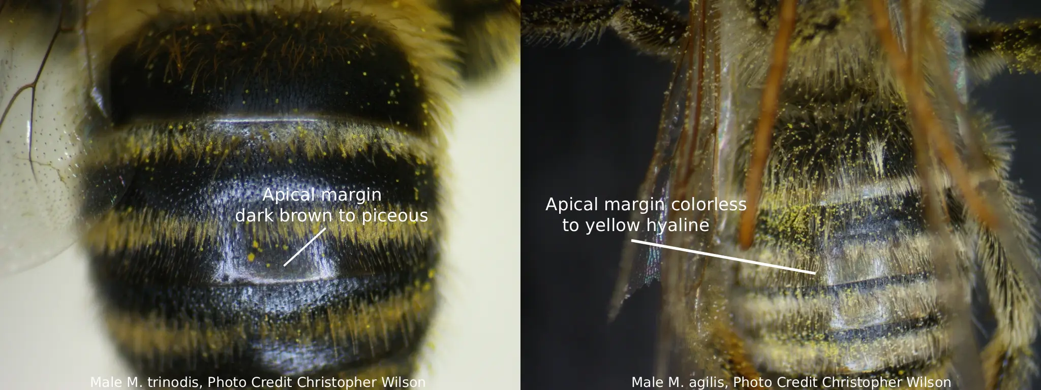 Melissodes agilis vs. Melissodes trinodis tergite apical margins