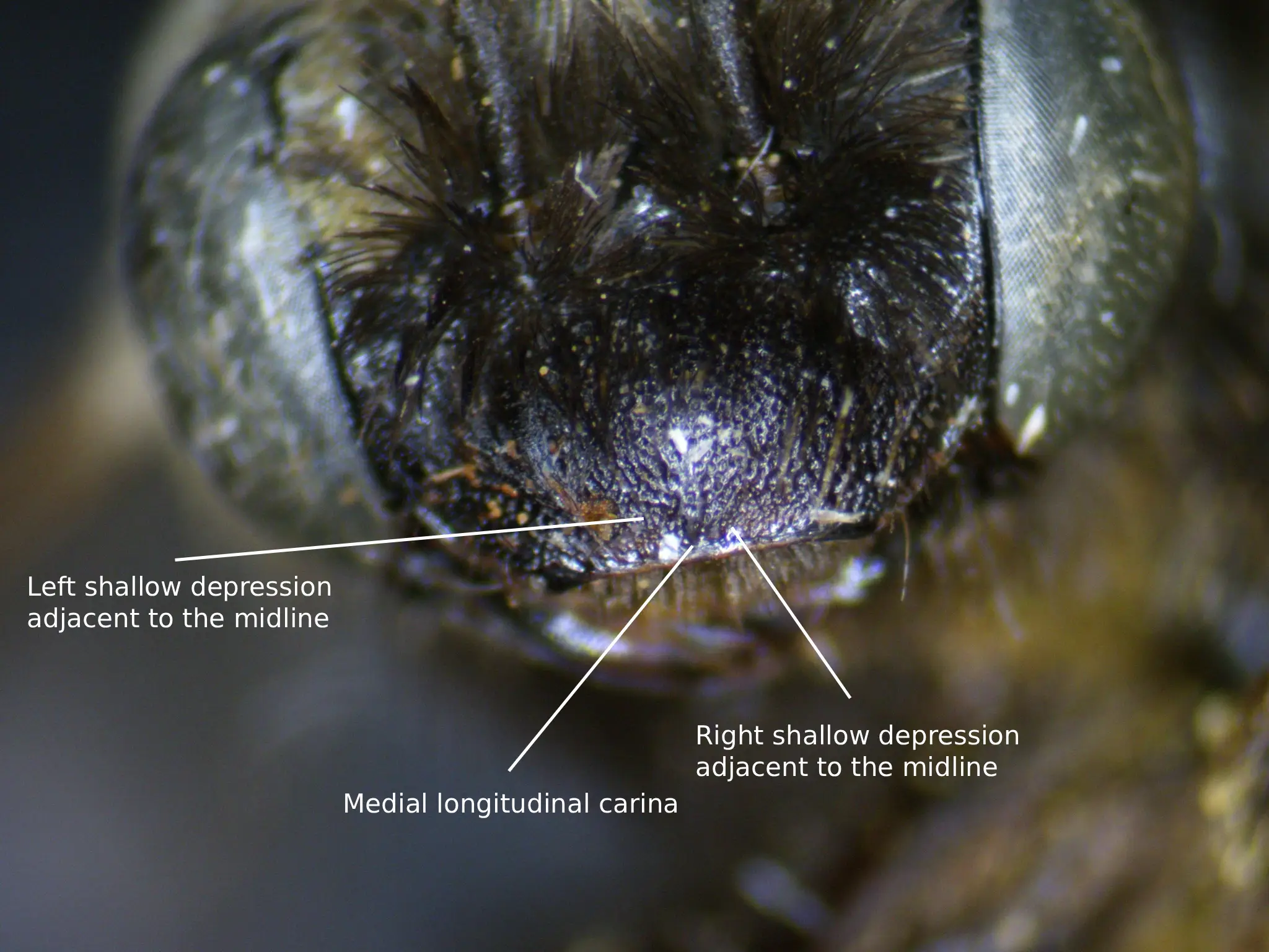 Melissodes bicoloratus