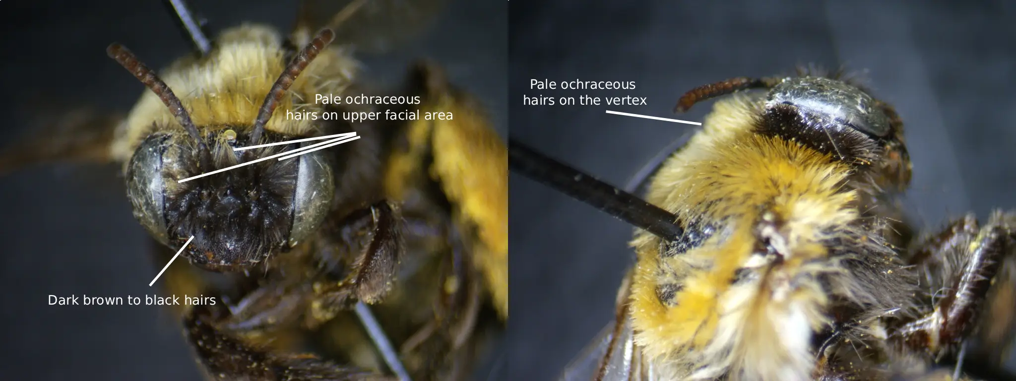 Melissodes bicoloratus