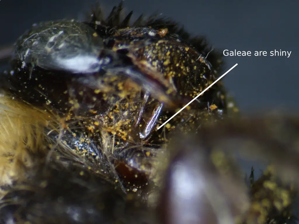 Melissodes bicoloratus