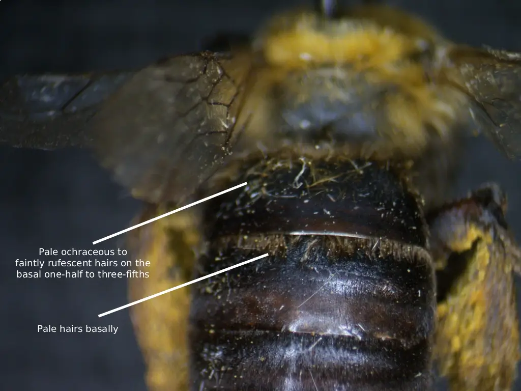 Melissodes bicoloratus