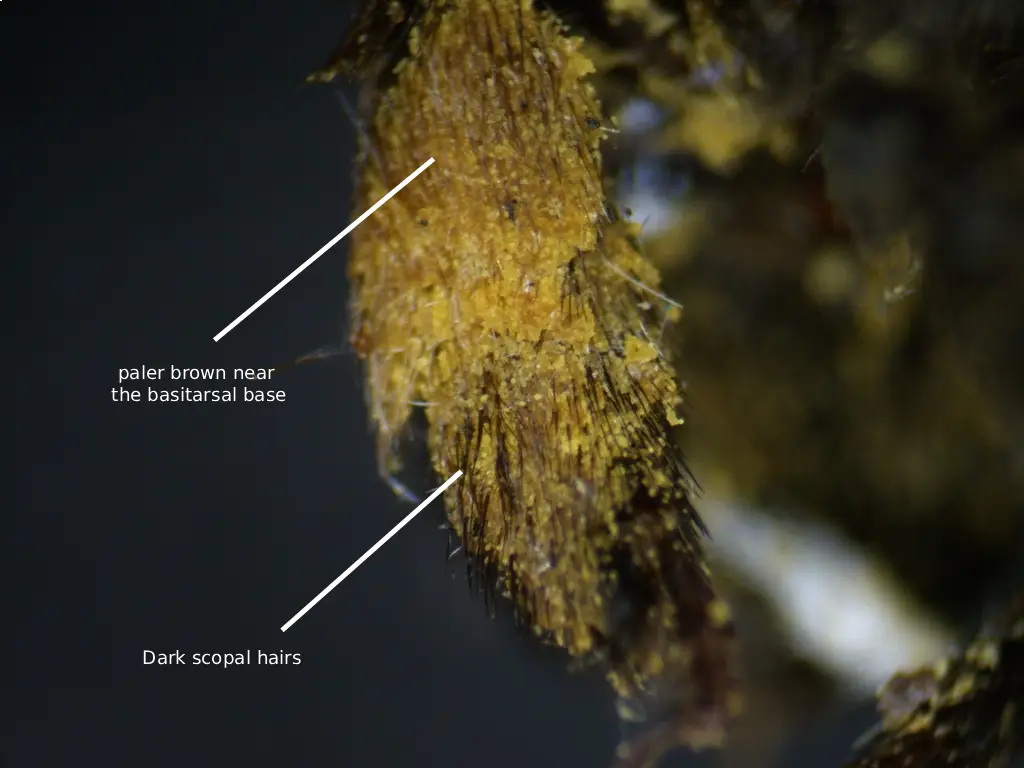 Melissodes bicoloratus