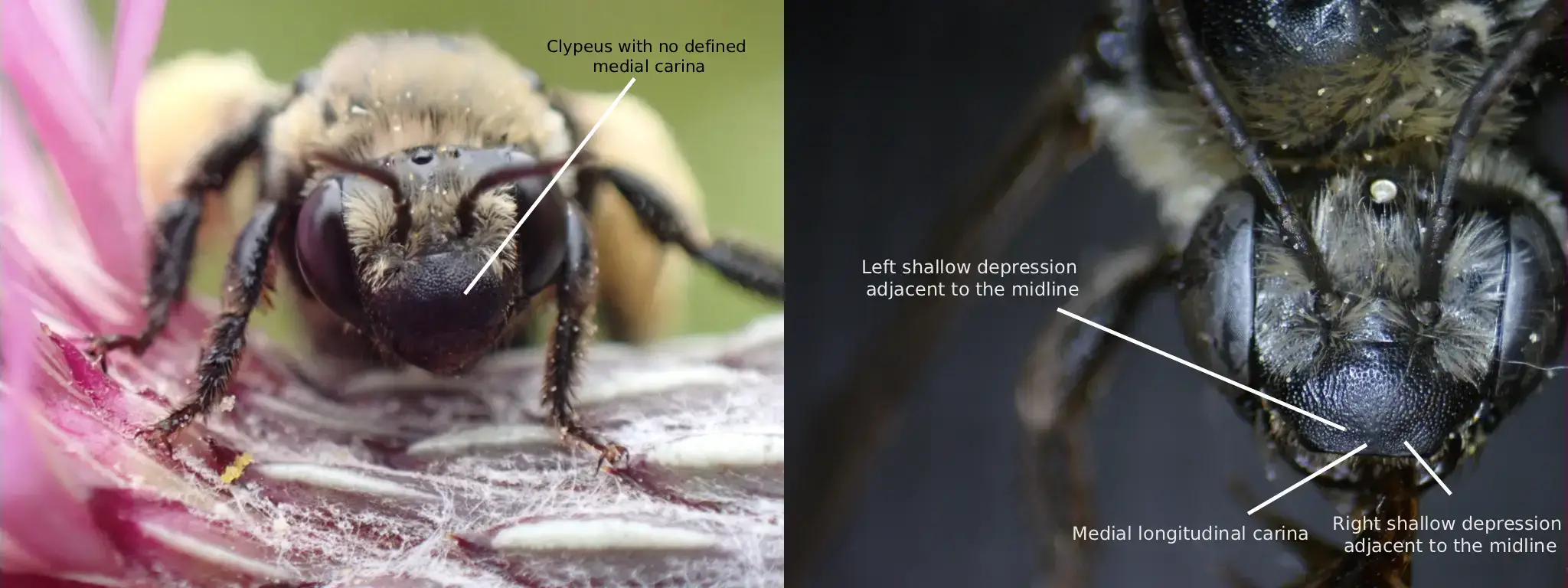 Melissodes desponsus